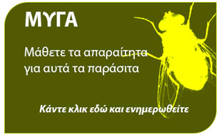 Μάθετετα πάντα για την μύγα 